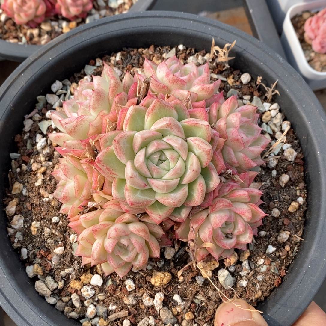 精品多肉一物一拍不包整170