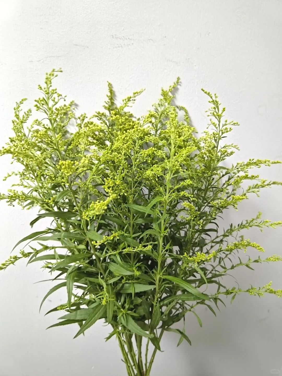 （蔓蔓）黄莺草1扎20%防损 1单包邮