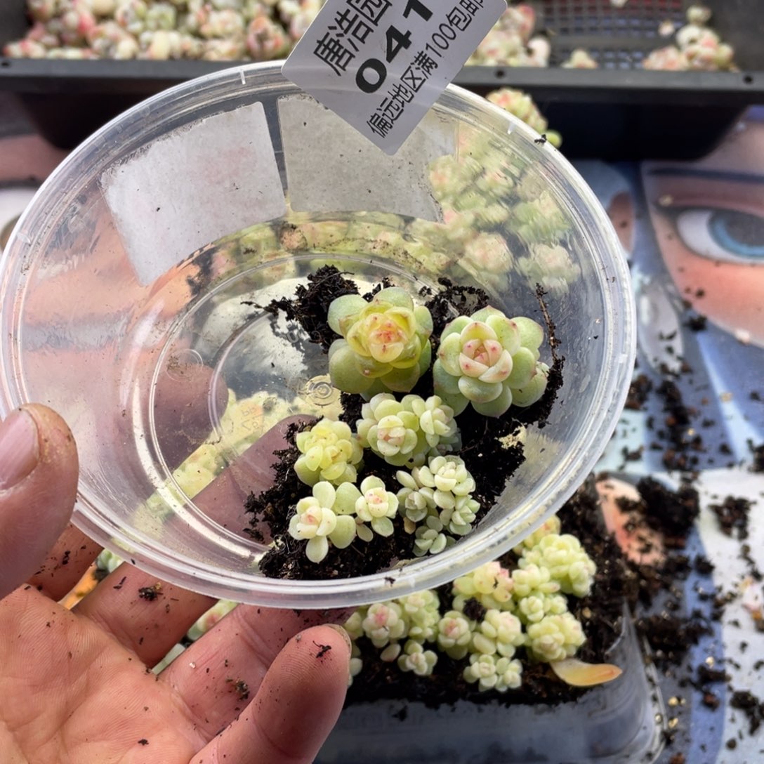 珍妮混一物一拍041..