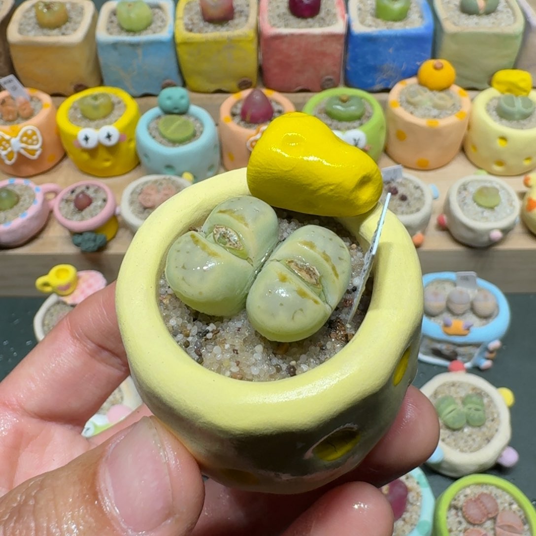 红陶蘑菇1012奶油寿丽