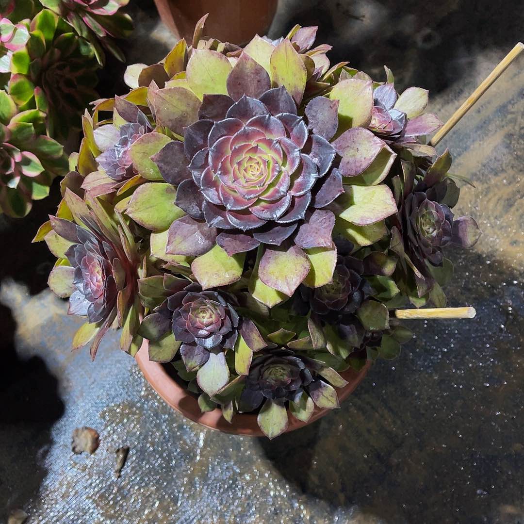 红魔2222不值拖土福利