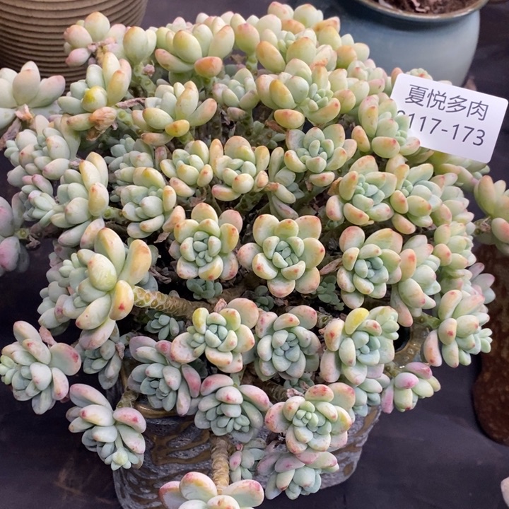 夏悦多肉0117-173劳尔