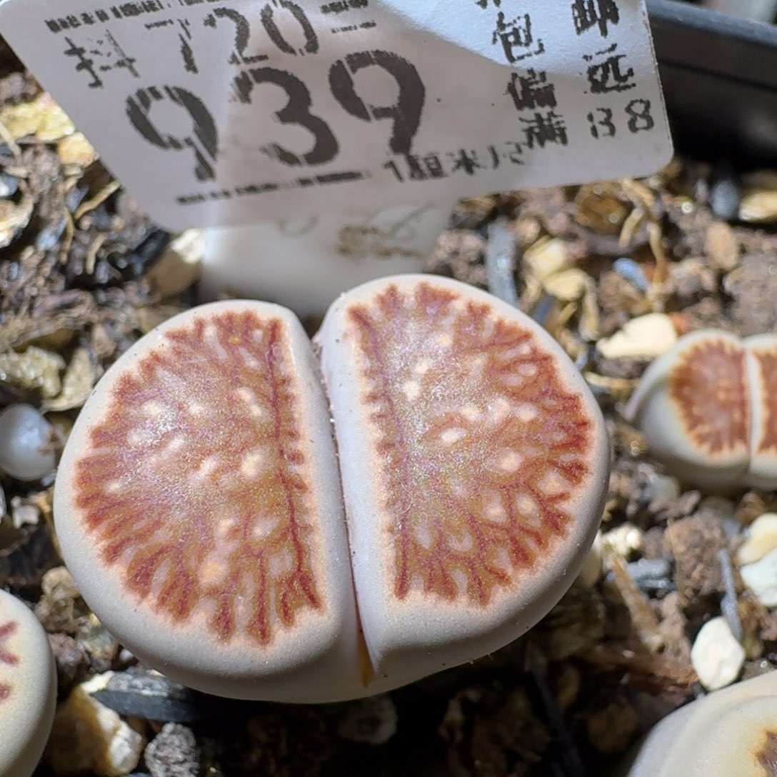 Sss精品便宜出939