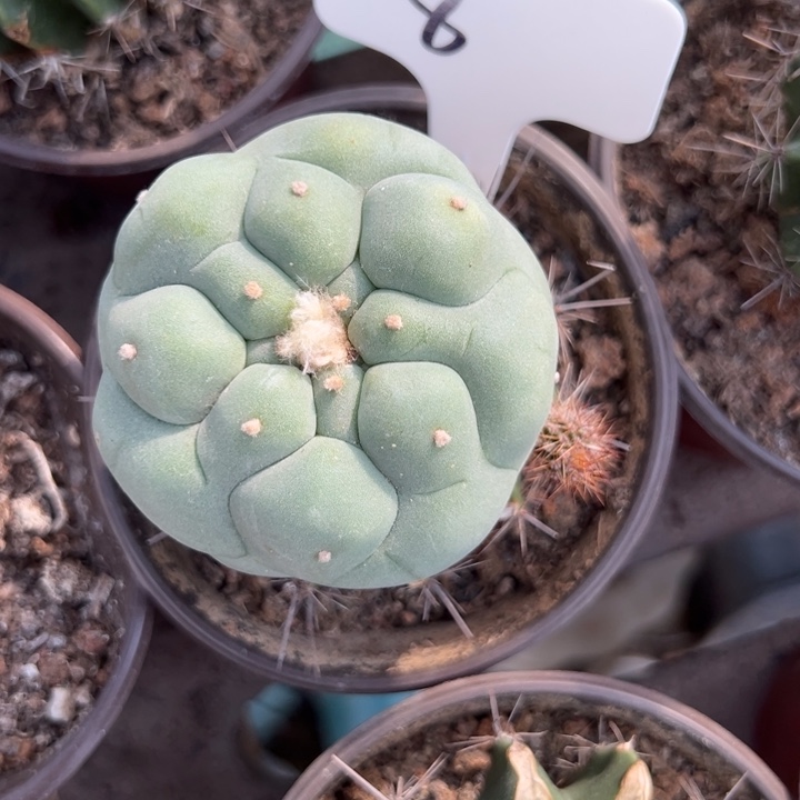 海鲜开花仙人球8号