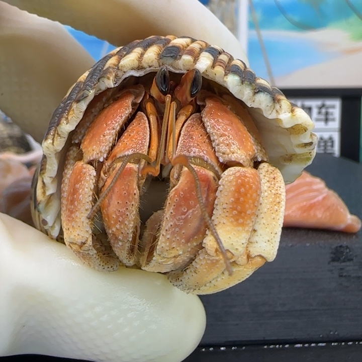 A16橙 灰白2.3cm口径