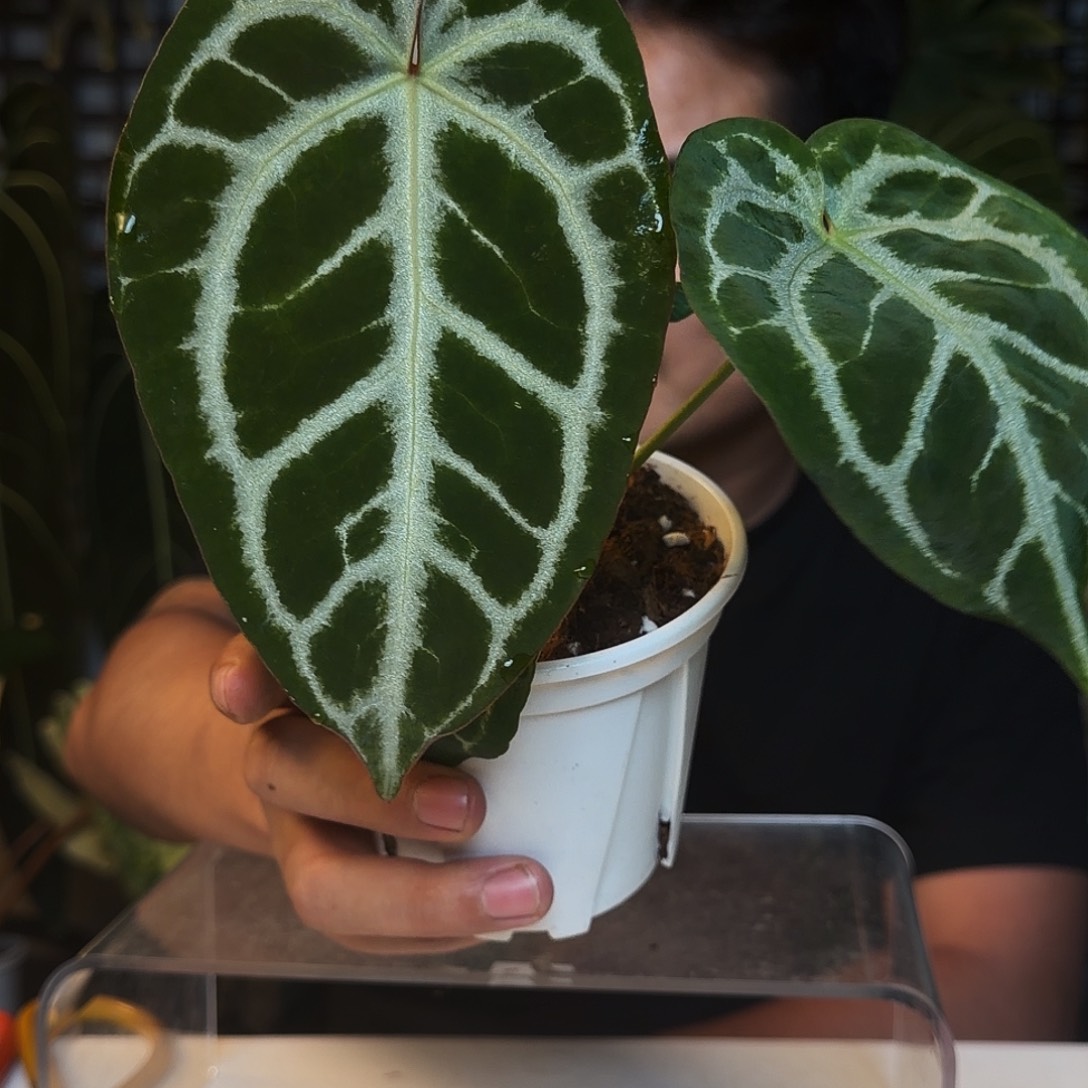 完全开放B08银骑士杂