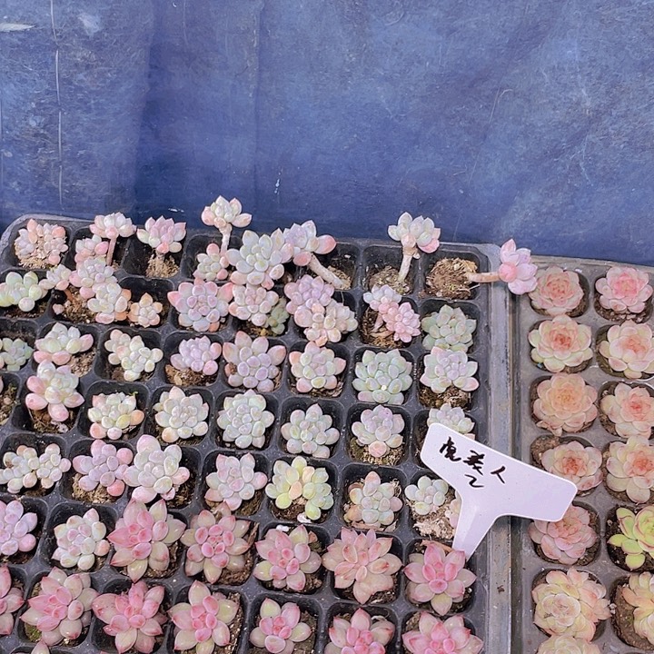 小杆子明珠【满10颗包邮】