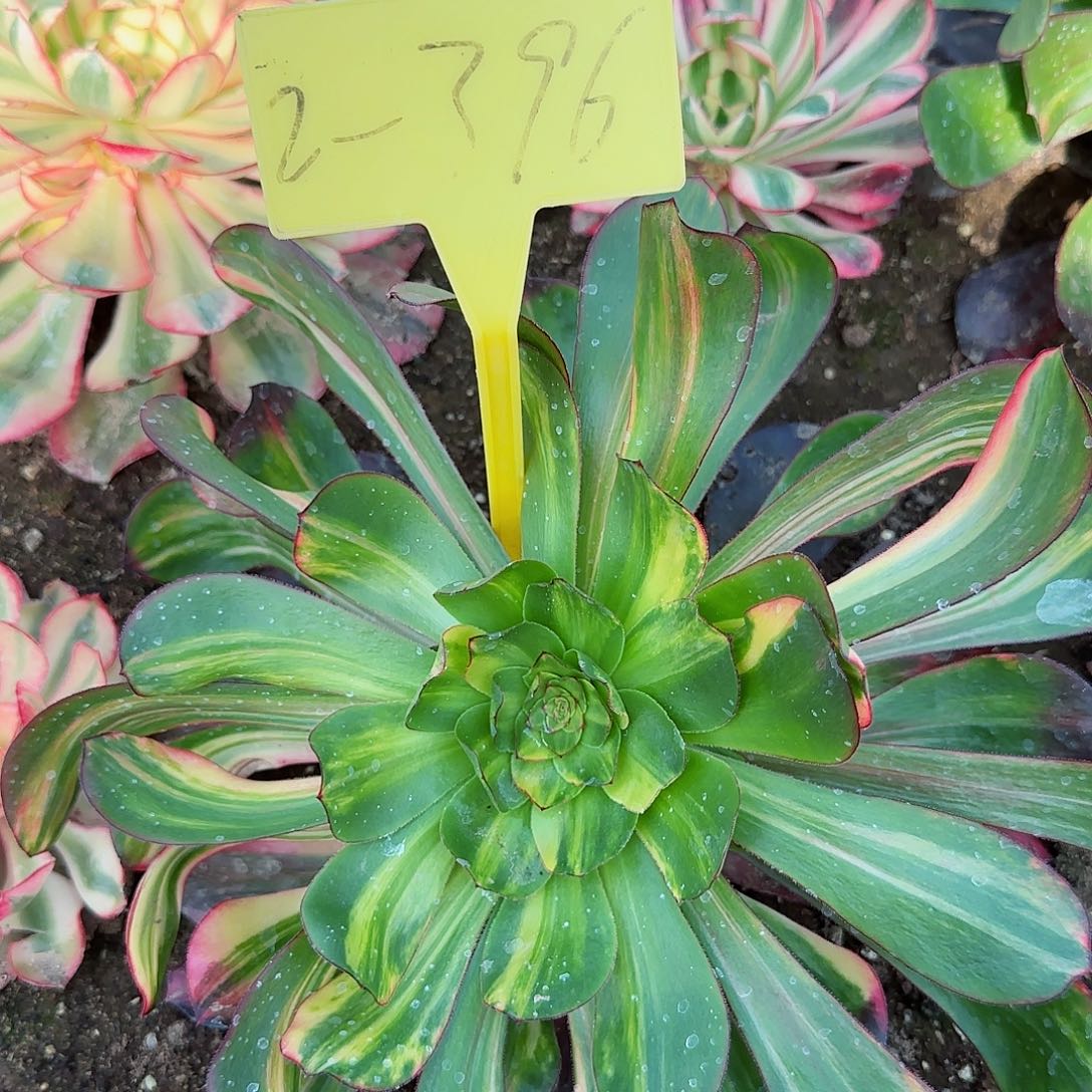 2-396---无毒七彩多头