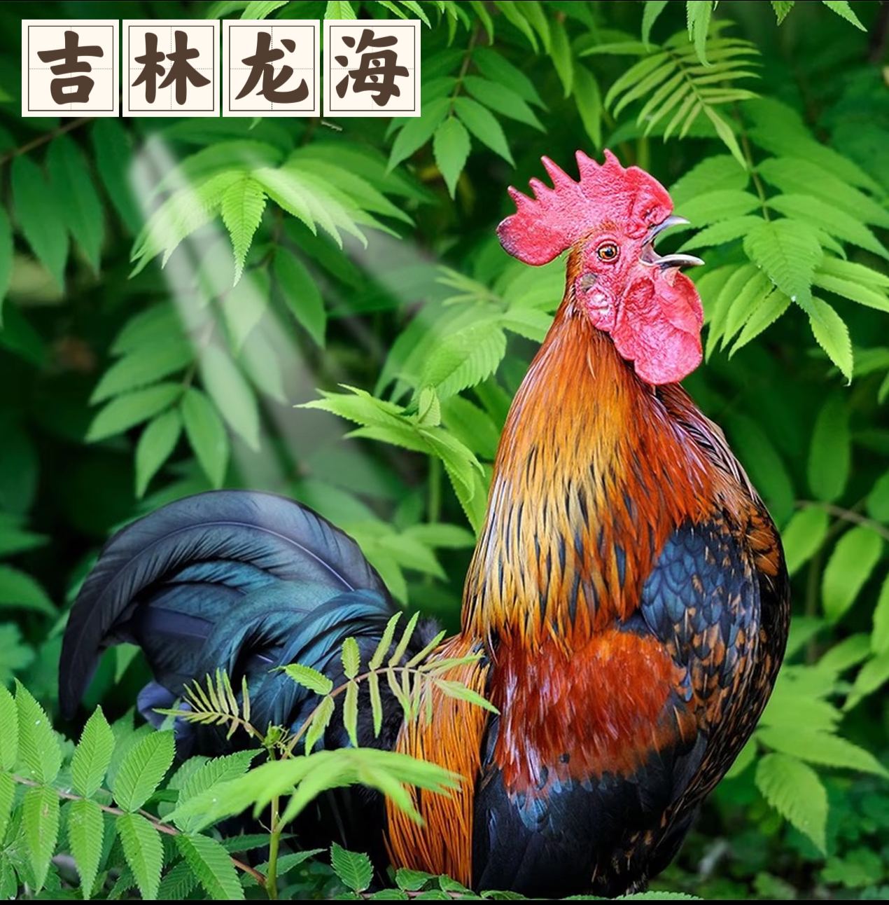 【吉林龙海】东北农村散养黄脚大公鸡拍一发二净重7-7.5斤