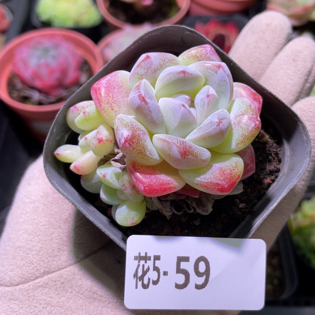 花利美5-59冰玉群