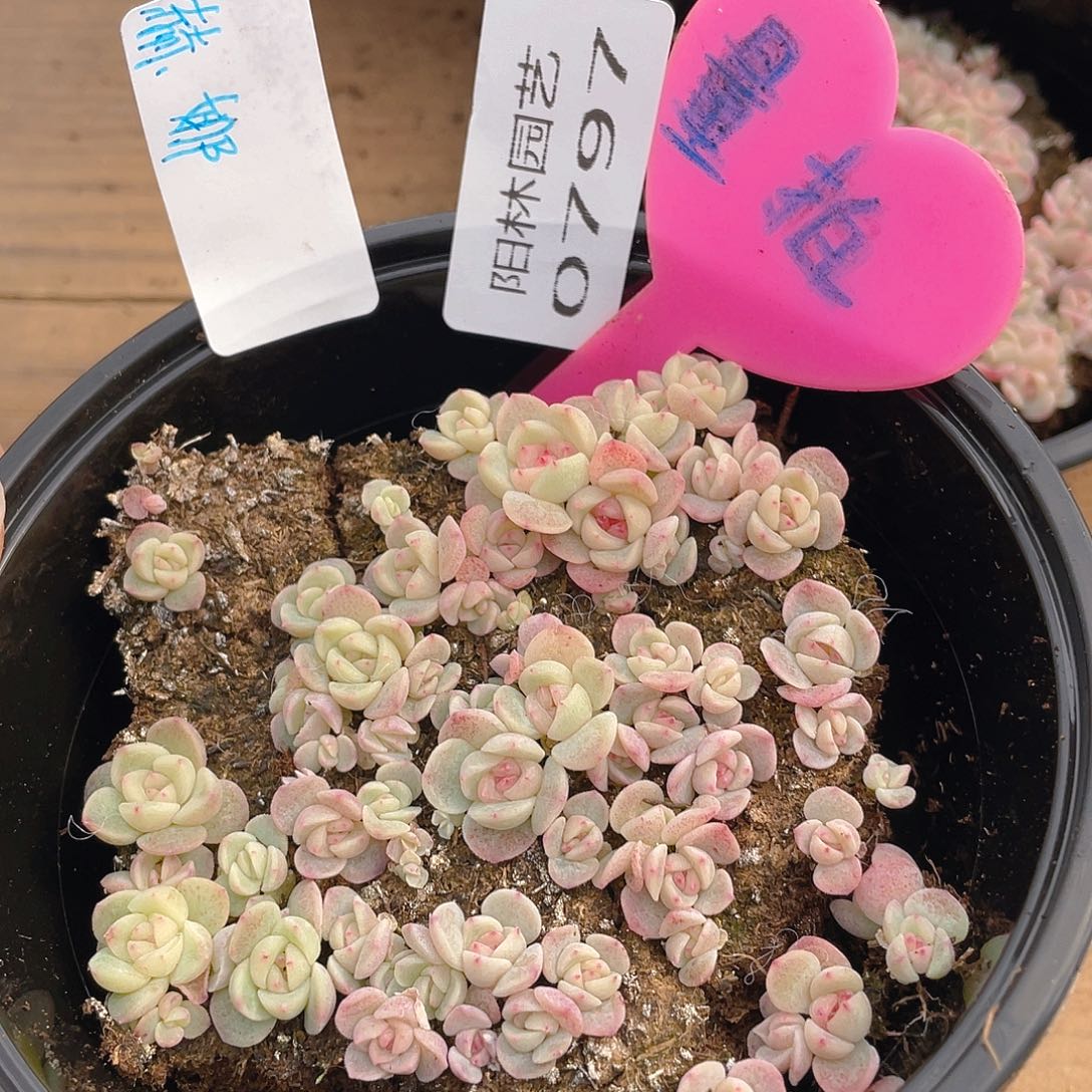 量拍多肉植物多肉植物797