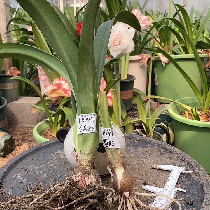 全部花朵瑞秋➕贵妇539号