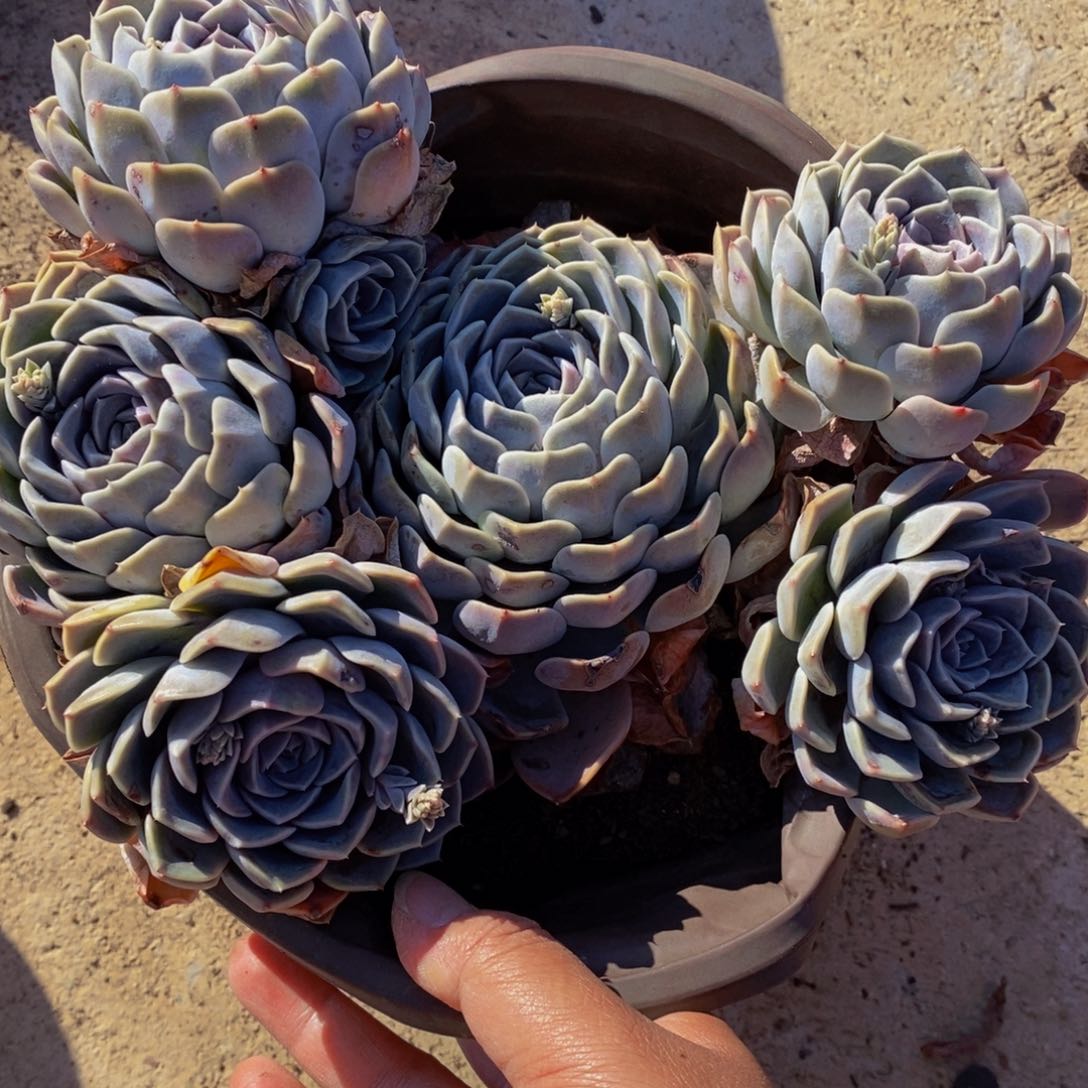 汉堡超大盆群生多肉