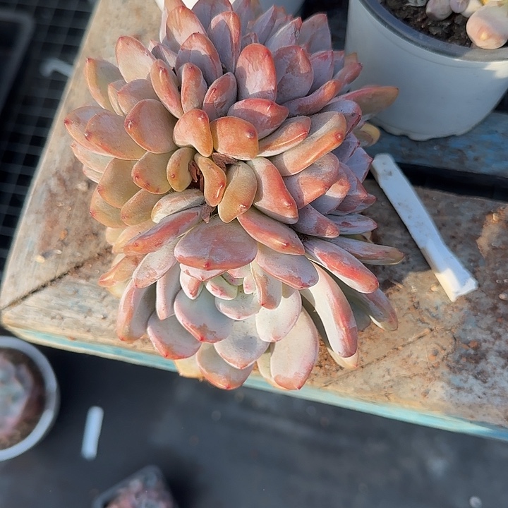仙***池青蛙王子儿童牙膏11