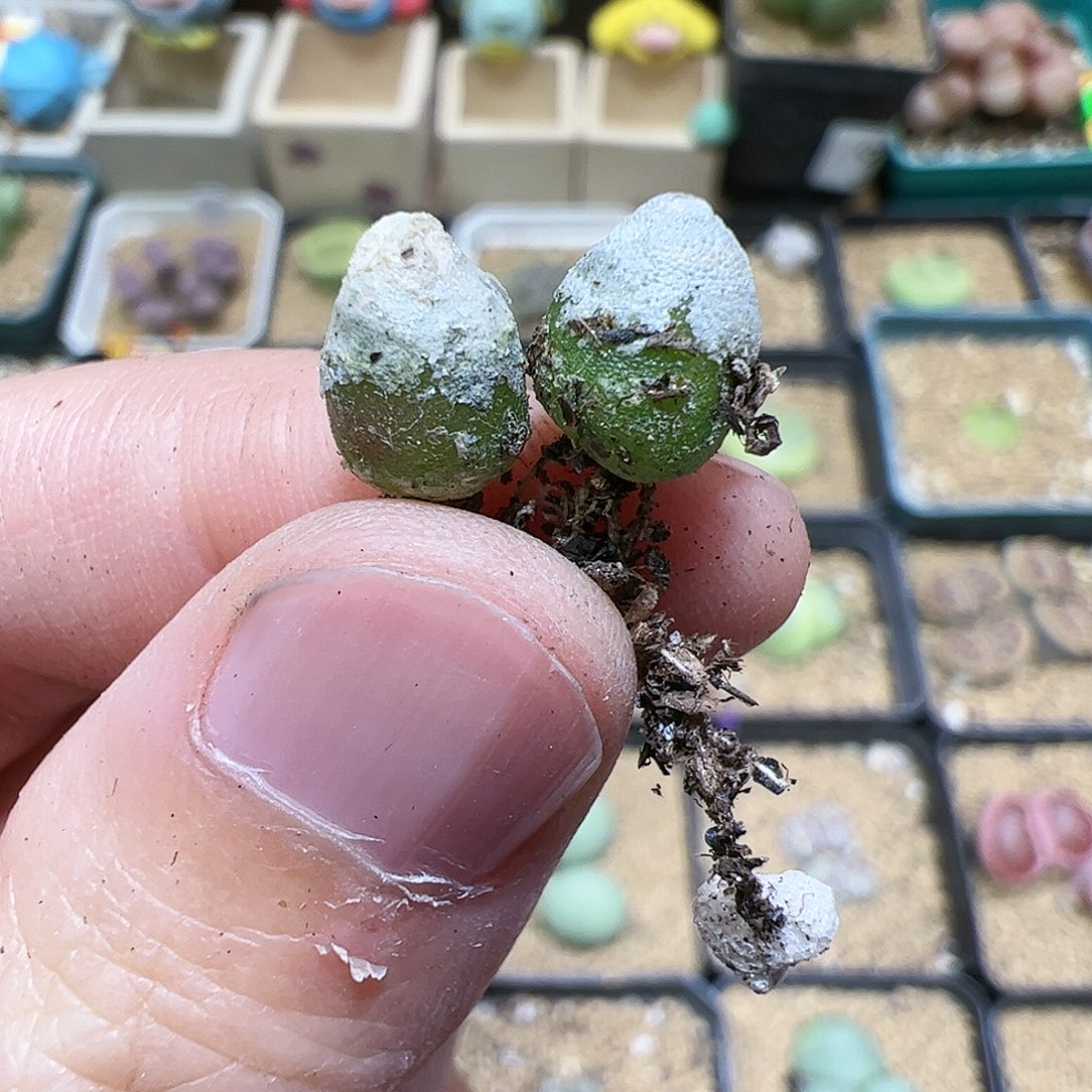 【闪购商品】284 哈默小苗*2