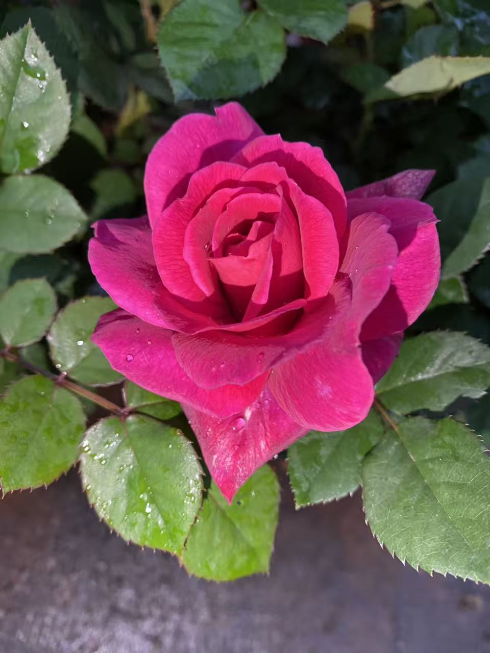 大富贵浓香月季盆栽四季开花