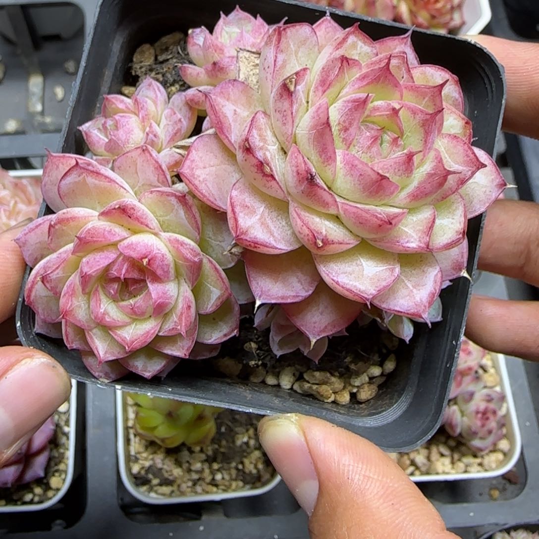 一物一拍女王11217