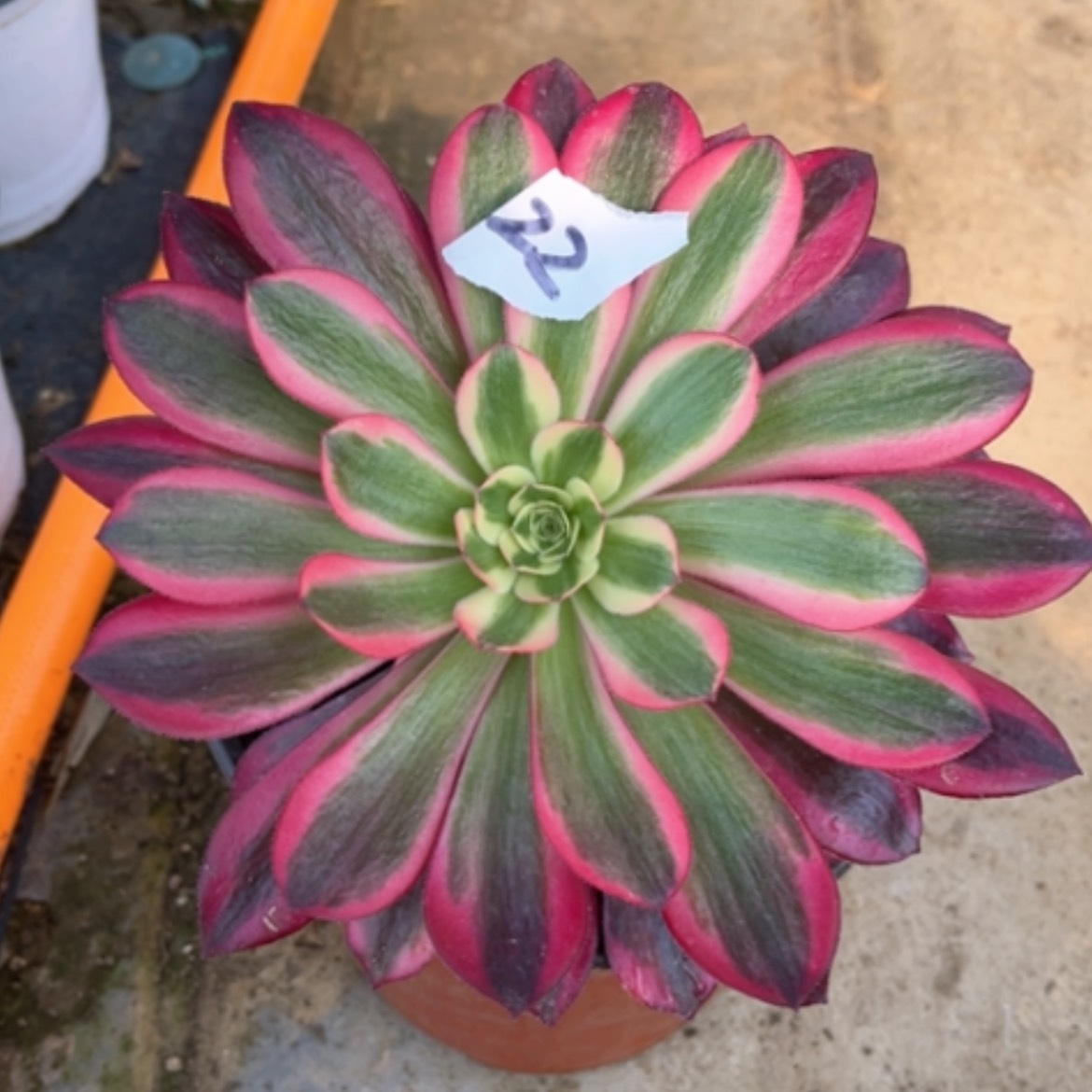 【闪购商品】22美杜莎多肉法师