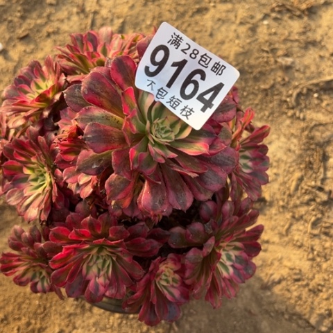 紫铜多肉植物法师9164