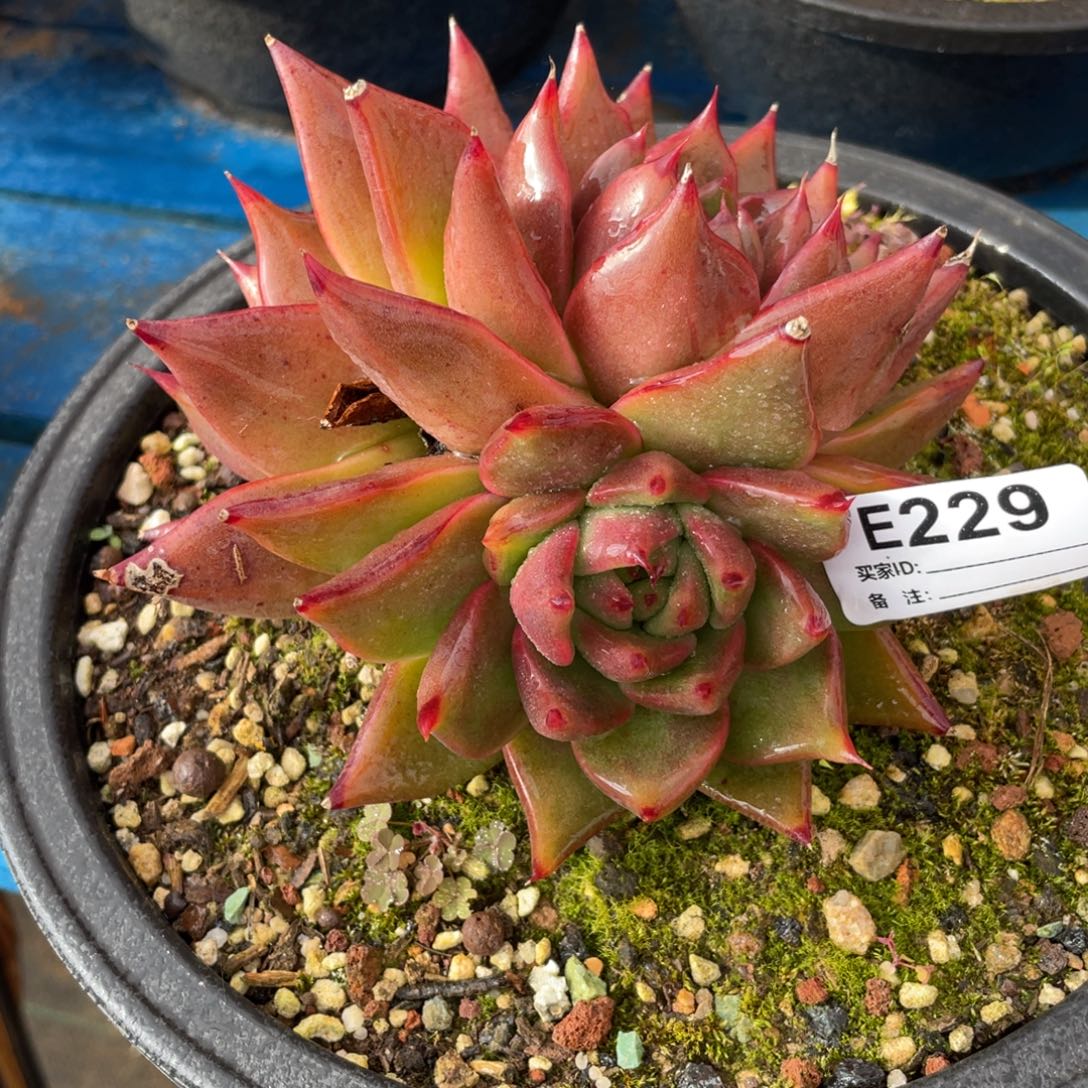 无花朵若如东云单拍E229