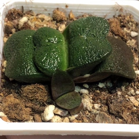 军配蜗牛母本带侧牙带盆发货