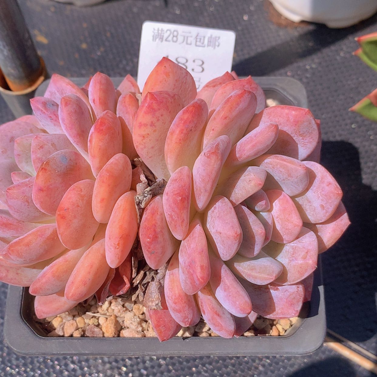 【闪购商品】云483号