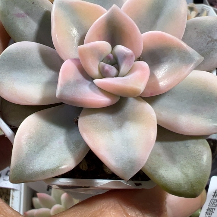 紫了锦多肉植物量拍