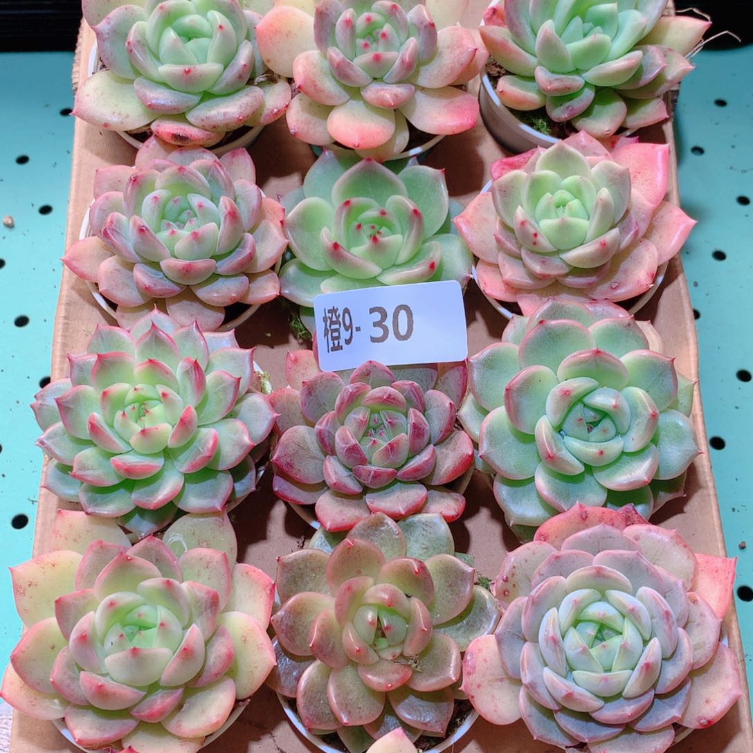 9-30一物一拍多肉带盆18颗