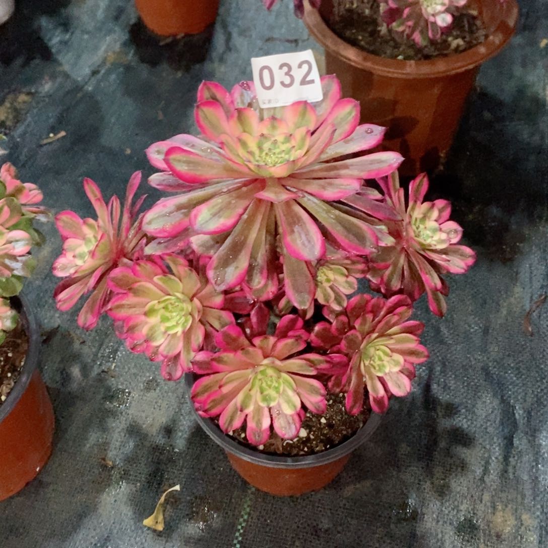 红铜白不周正032多肉11111