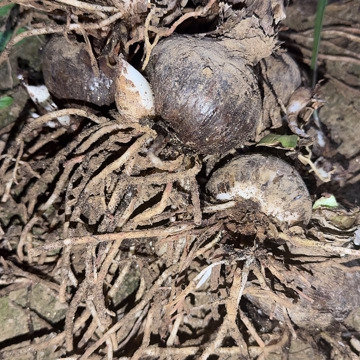 桌舞一堆裸根无售后