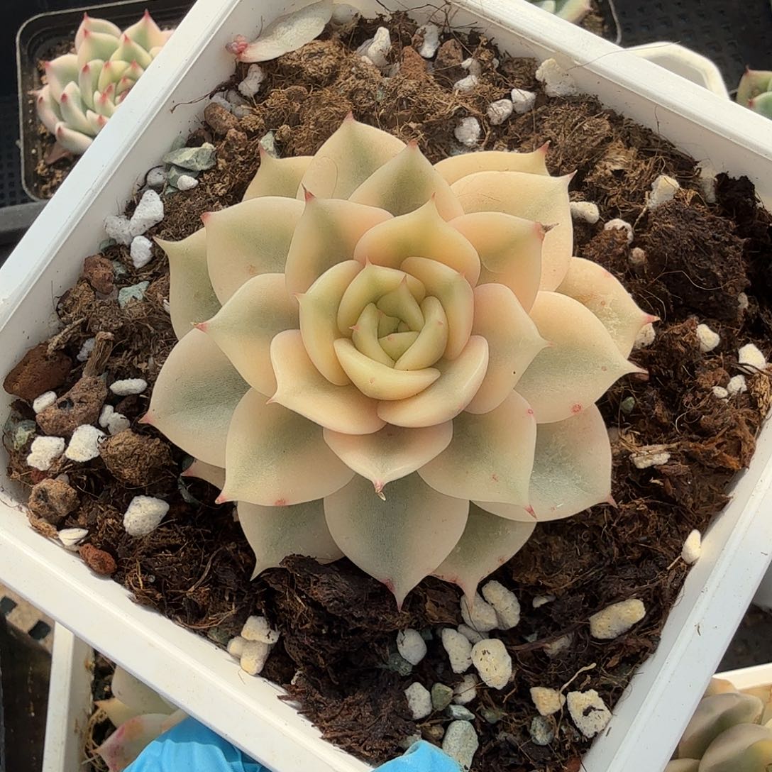 贝加尔湖锦，覆轮锦