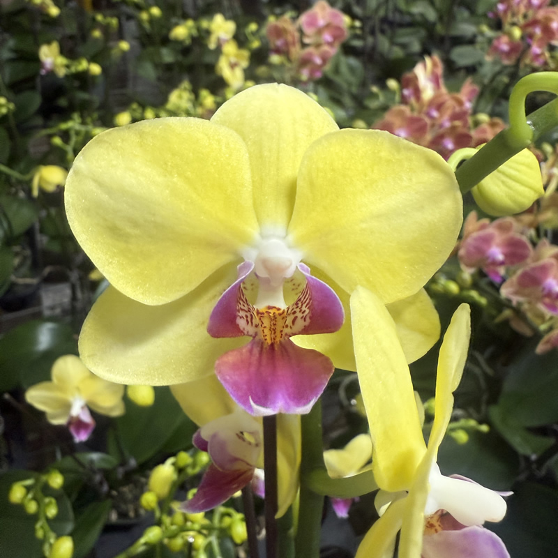 【金马】蝴蝶兰带花带花苞发货四季开花好养盆栽兰花绿植花卉包邮