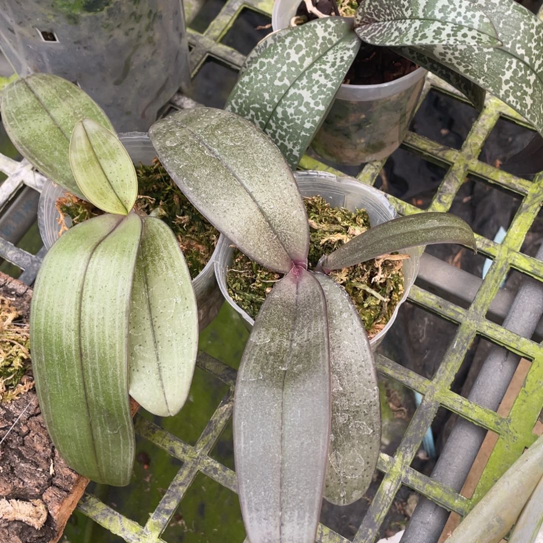 当前无花栽培后可以开花3.5西交卡普一颗