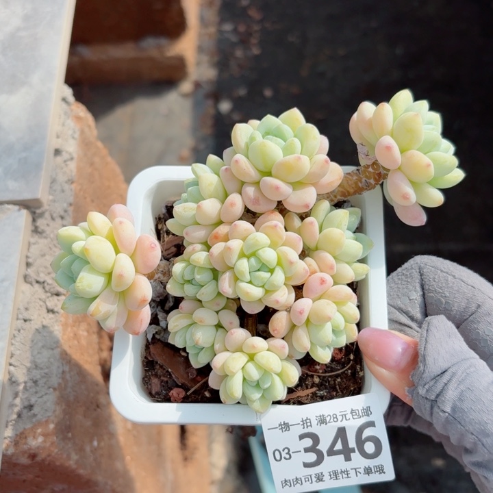 樱花罗琦无盆土发货多肉