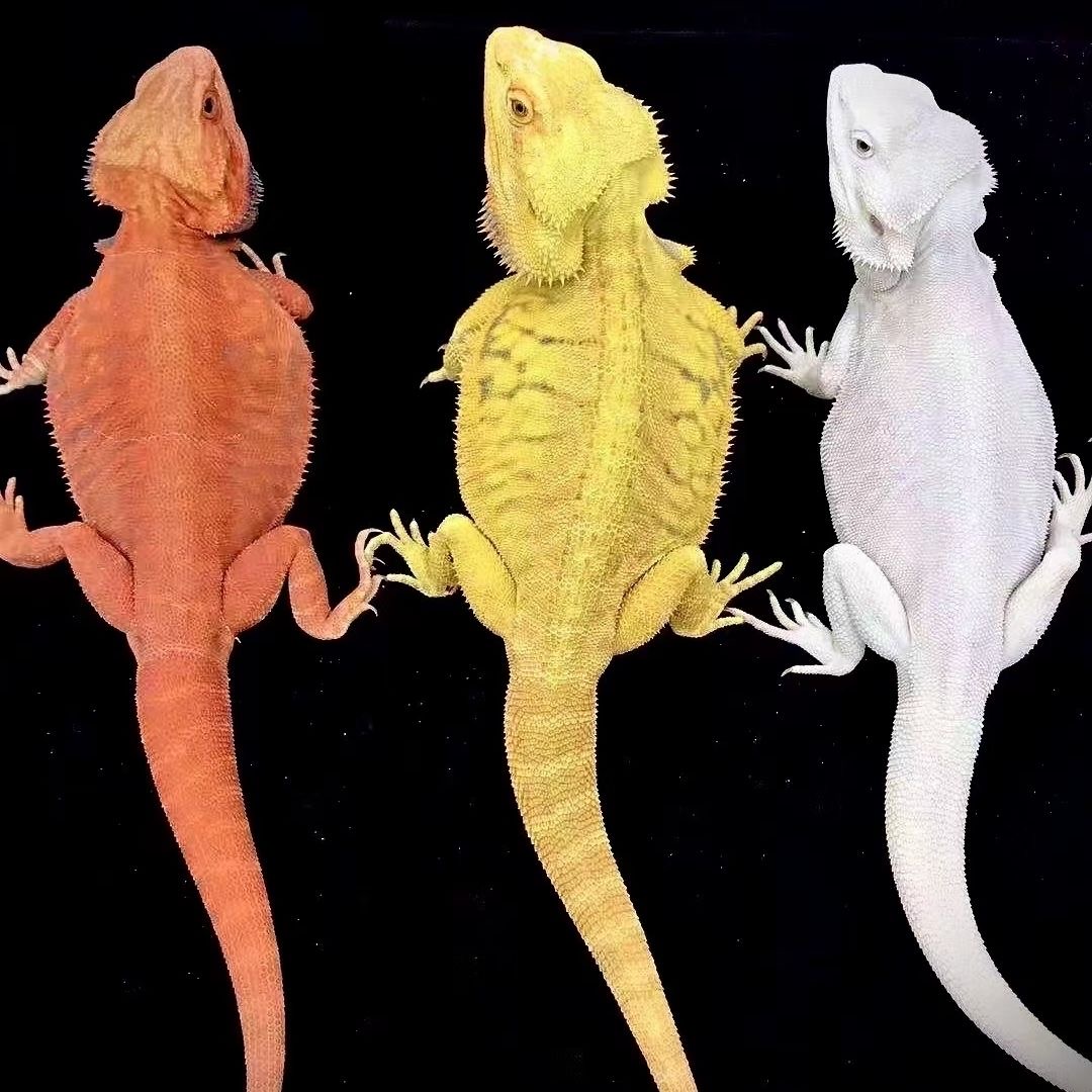 鬃狮蜥福利补差价（未中不发货）