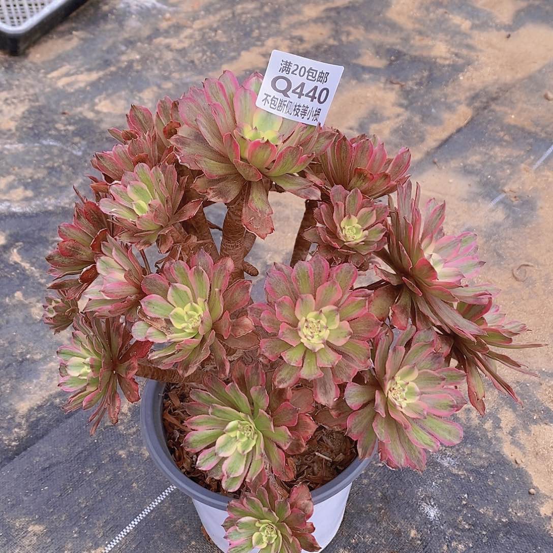 440粉黛多肉老桩