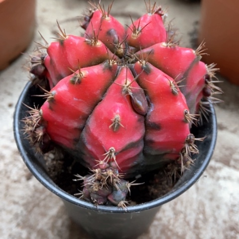 油画锦仙人球20米