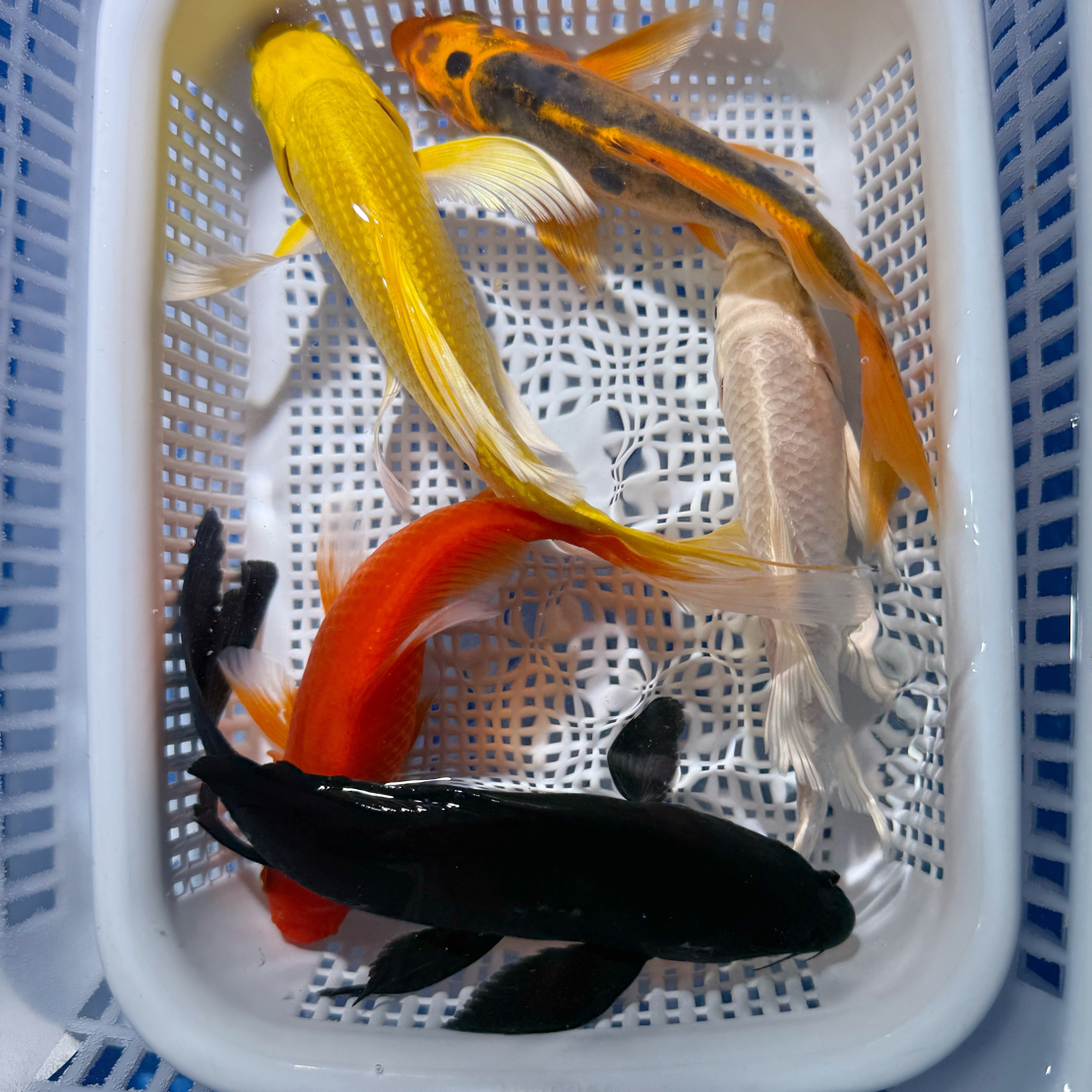 【1黄1红1白1黑1龙】11-14公分组合冷水观赏鱼锦鲤草金皮实好养