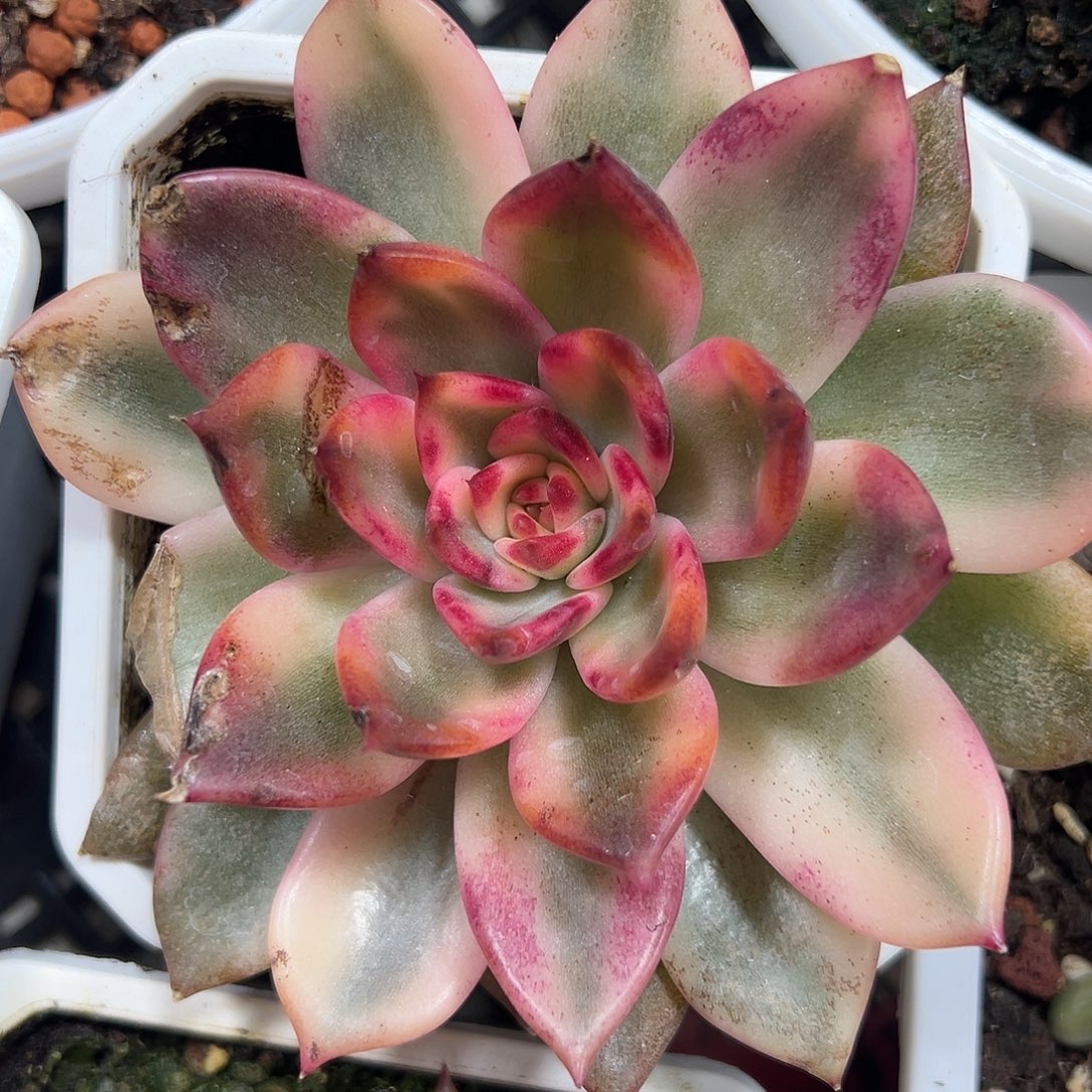 火焰玫瑰锦多肉植物