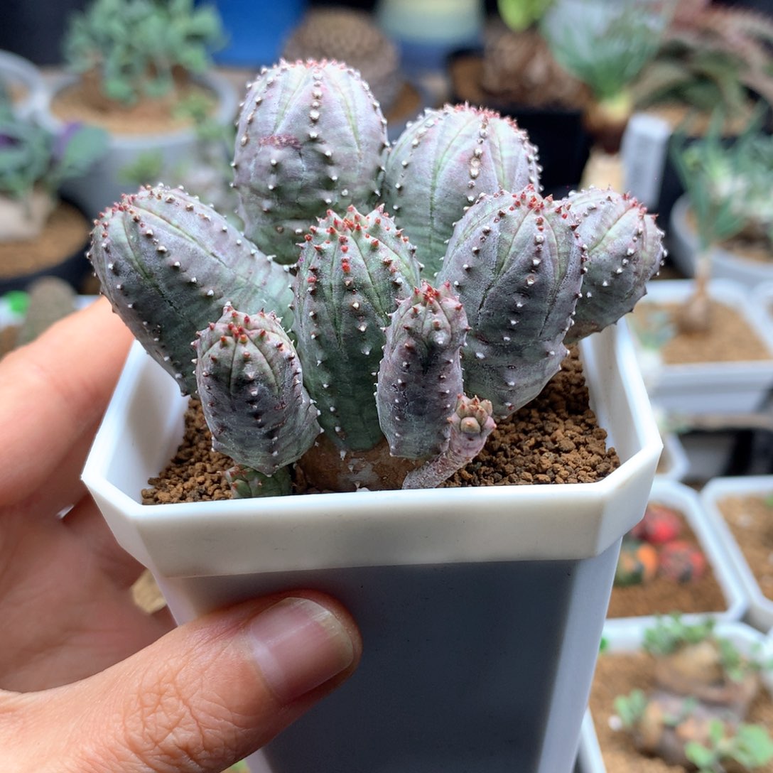 子吹布纹球群生脱土多肉