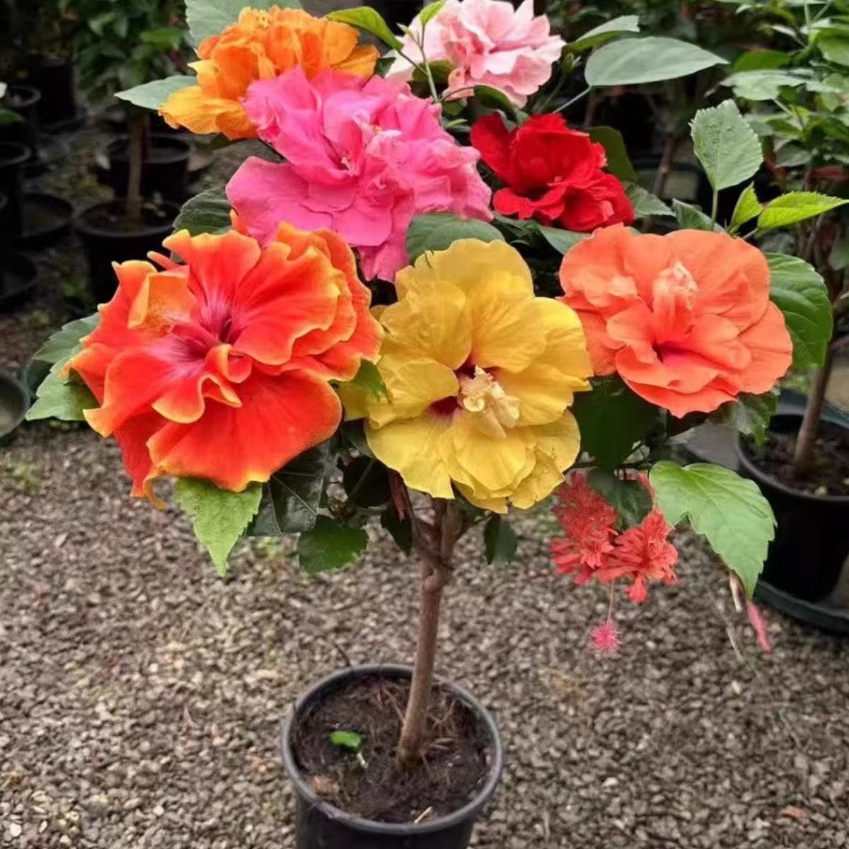 5色多色芙蓉花重瓣带花苞原盆原土发货四季开花拒霜花