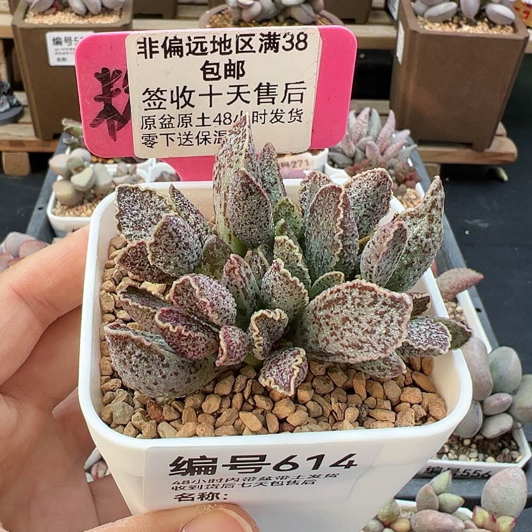614草莓多肉植物