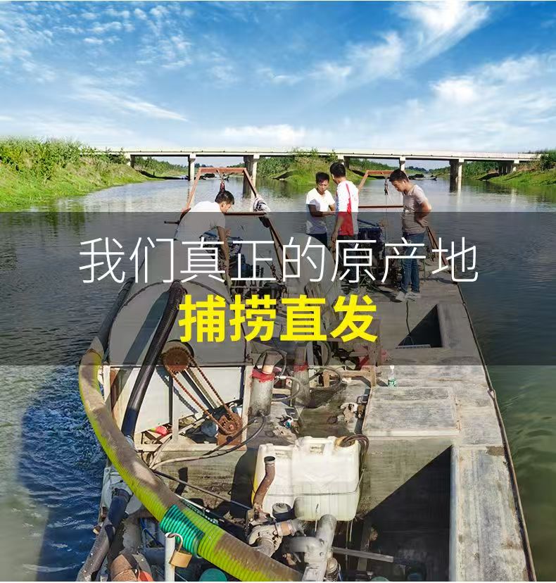 【超小号福利】鲜活红虫活饵超小号公虫鱼饵喂鱼活饵红虫批发