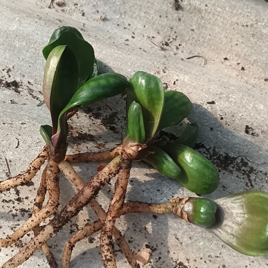 特色花卉君子兰小苗君