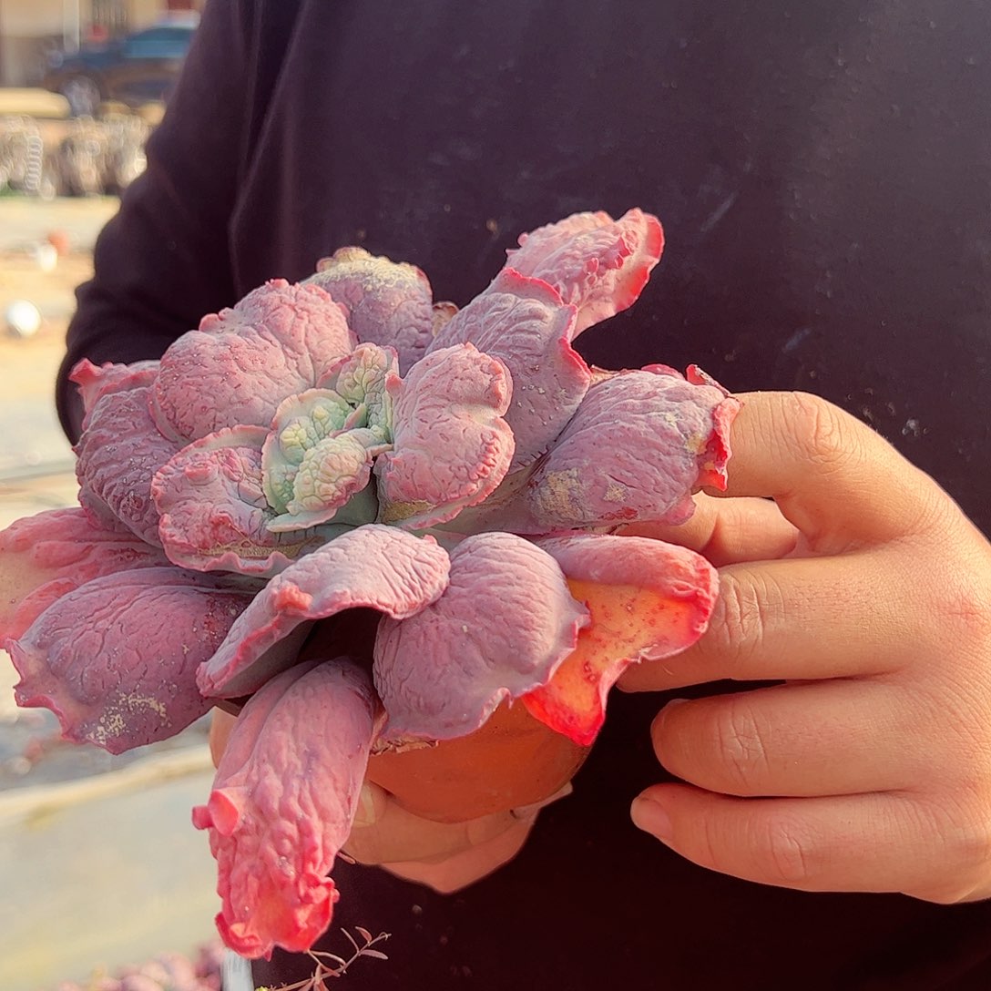 狂野男爵大单头多肉