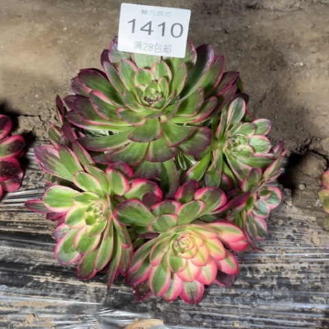 海神多肉多肉1410