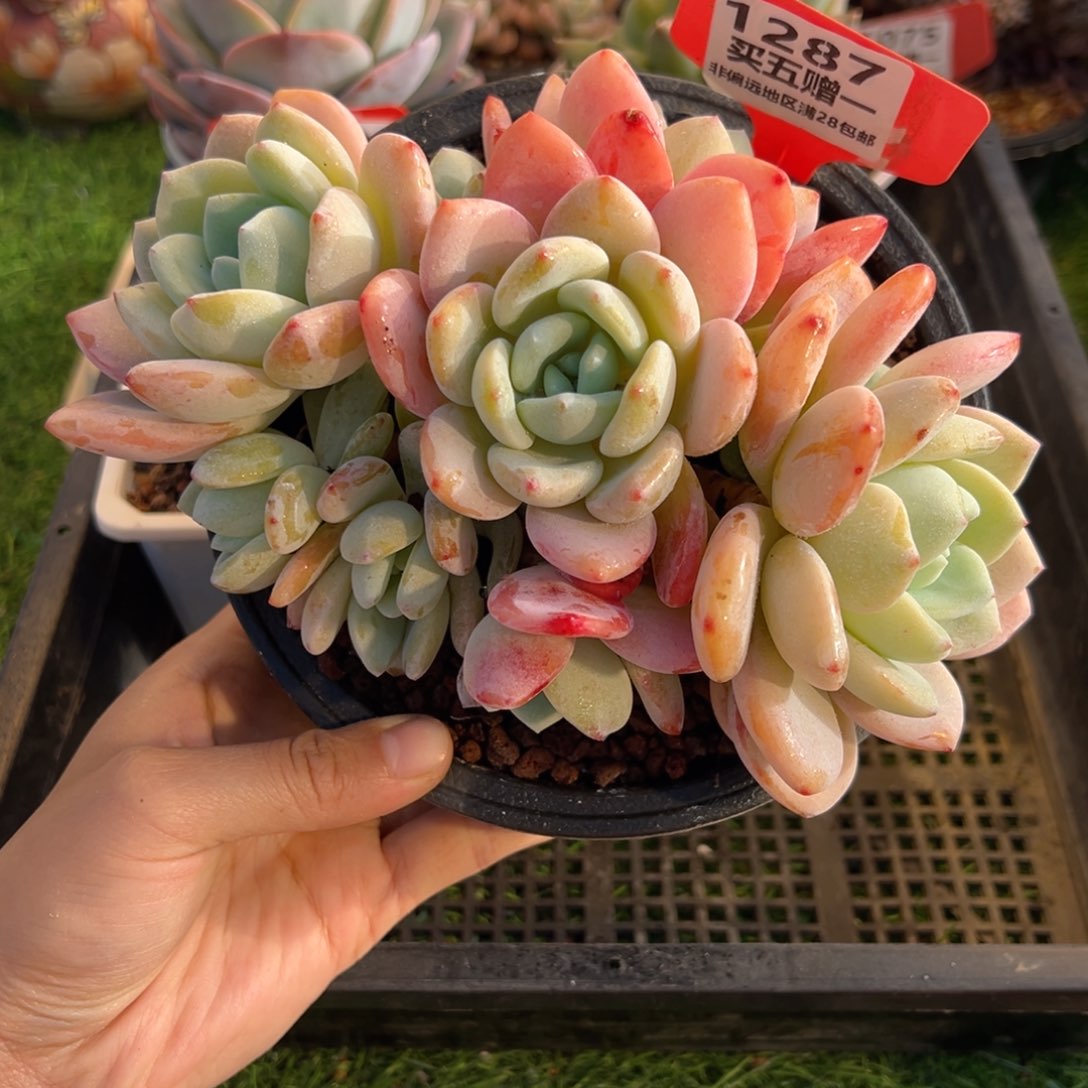 表妹精品多肉1287.