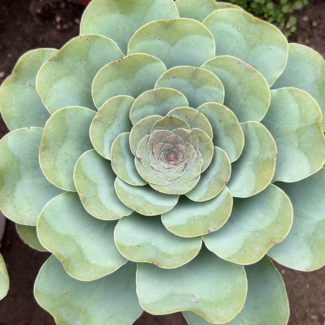 特呃呃呃呃呃呃呃呃