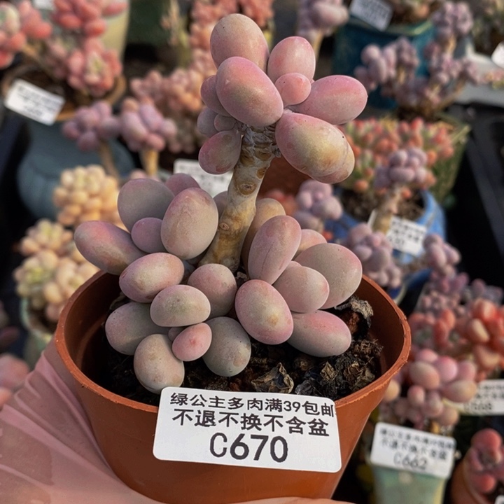 桃蛋7cm670多肉植物