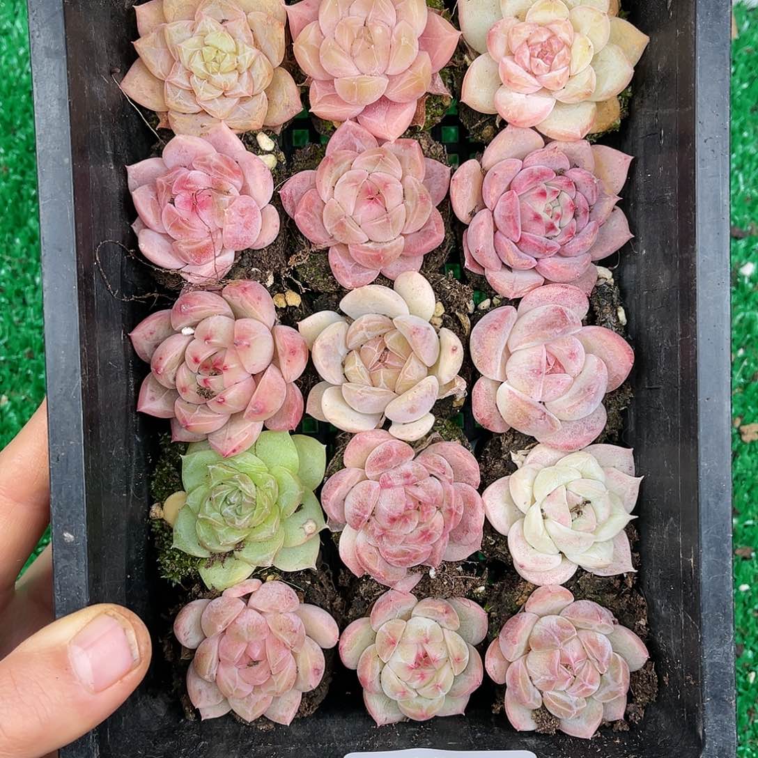 多肉一物一拍25-57